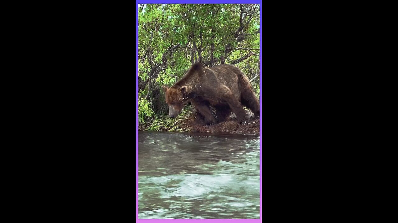 A bear along the Alagnak #Alaska #fishing #adventure #wildlife #bears #nature #wildlifephotography