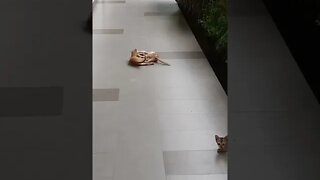 Cat Fighting vs Cat Playing || Cutest Cat 🐈