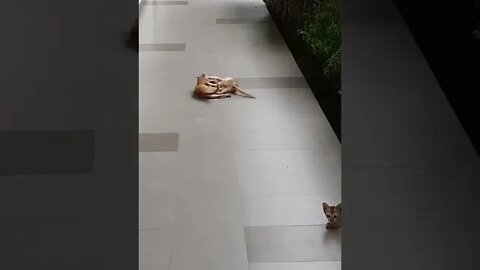 Cat Fighting vs Cat Playing || Cutest Cat 🐈