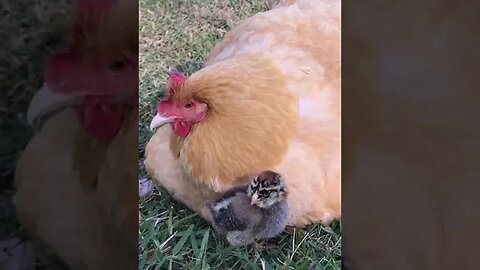 Momma Hen Chick Shuffle!! Watch to the adorable end for a surprise!