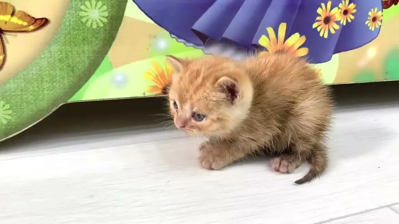 Ginger kitten's first meeting with the cat🐈 Will she feed him or not?