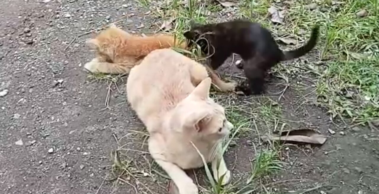 Kitten playing with its mother's tail