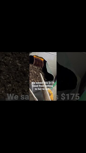 Giant Pumpkin Seed Rescued #diygardening #bubba #giantpumpkin