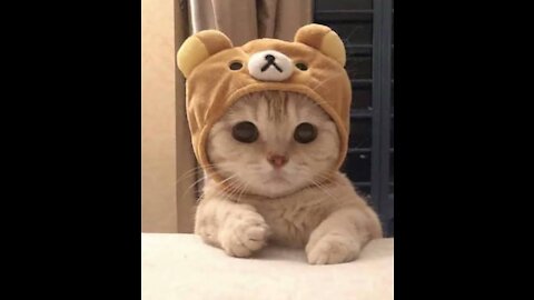 VERY CUTE CATS