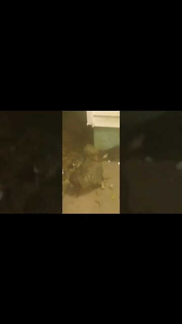 Kitties Coming Out For a Late Night Snack