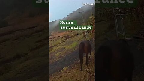 Farm surveillance. Arab pony