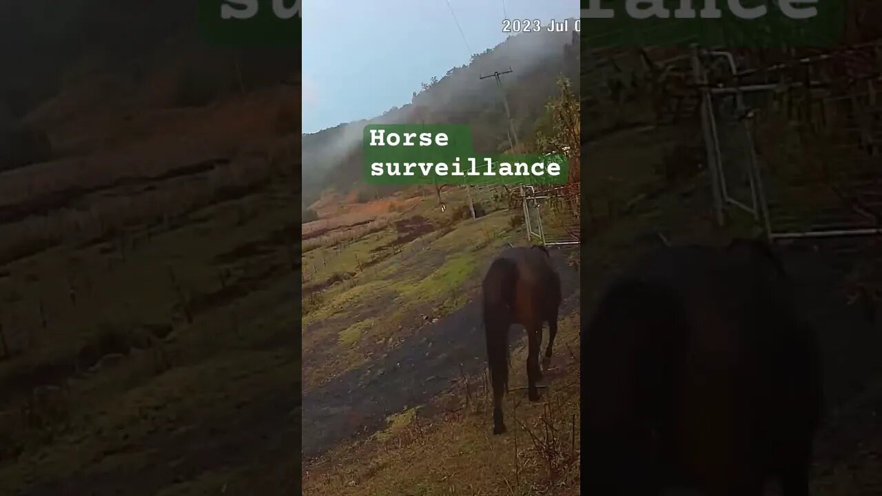 Farm surveillance. Arab pony