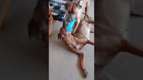 Rhodesian Ridgebacks When You Give Him Her Toy