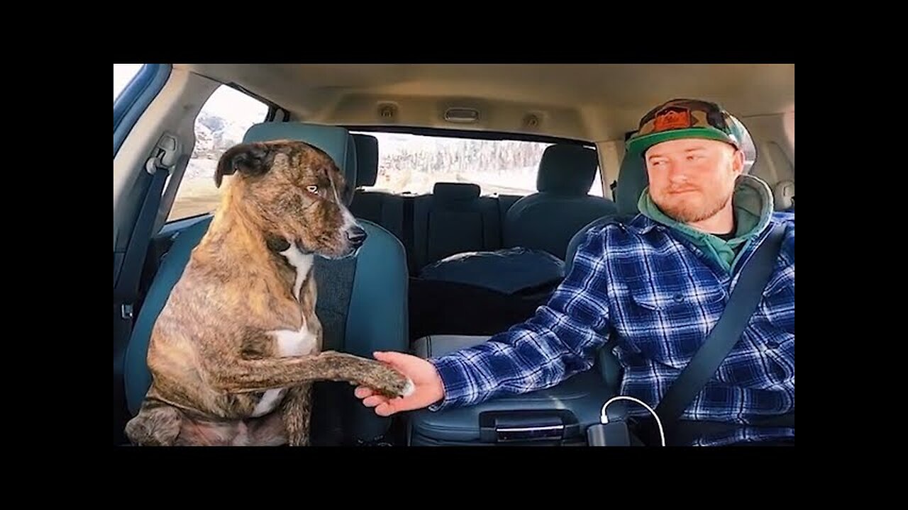 WORLD BEST FUNNIEST🤣 Dog vs men 🤣 funny video> Don't Try Laughing 🤣 clips