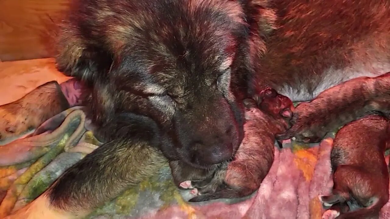 Ancient Guardians Farm Caucasian Ovcharka 6-20-22 litter 2 days old