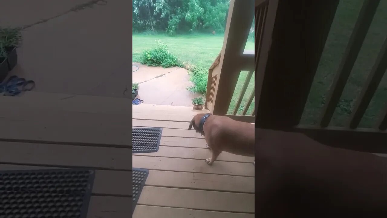 doggo intrigued by rain #dog #rain