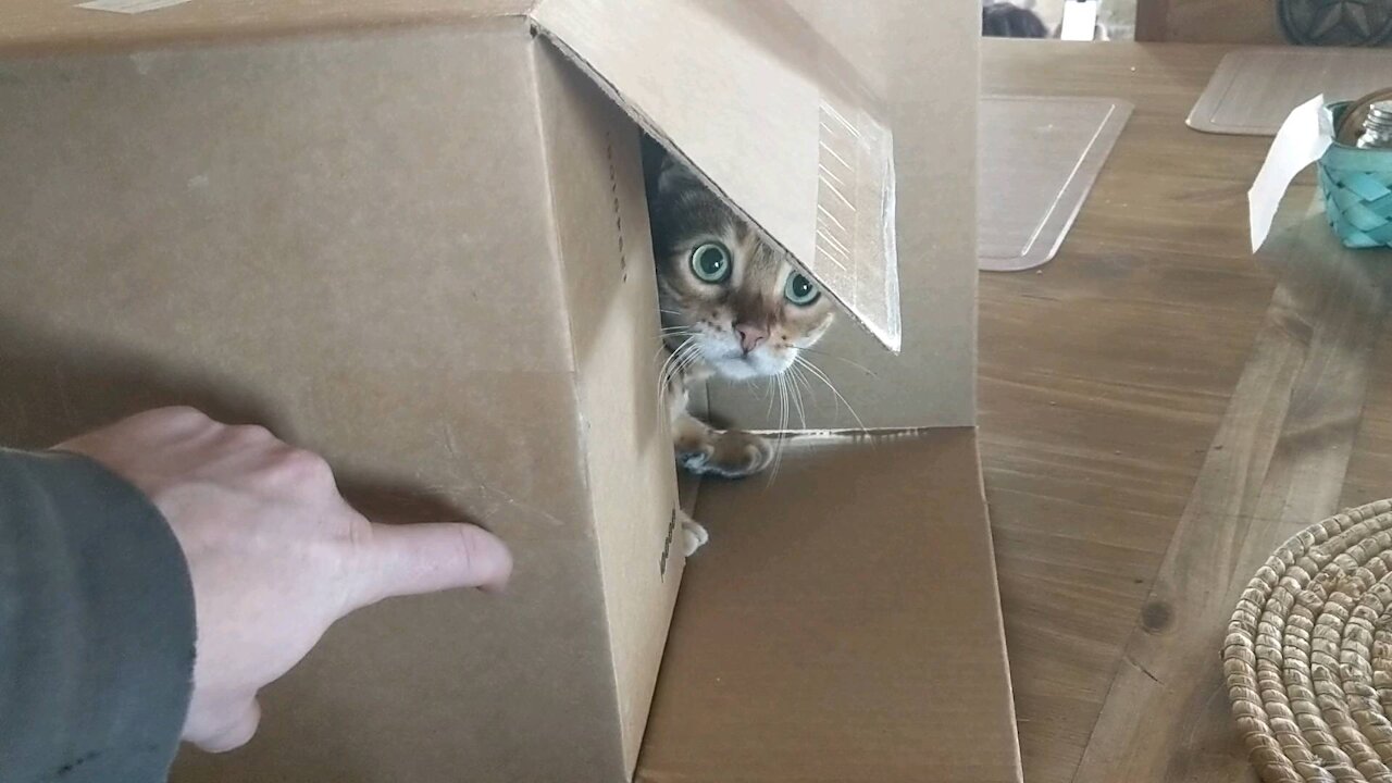 Cat in a box falling