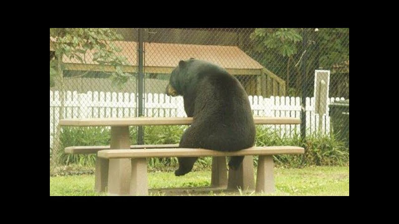 20 Minutes Of Funniest Animals