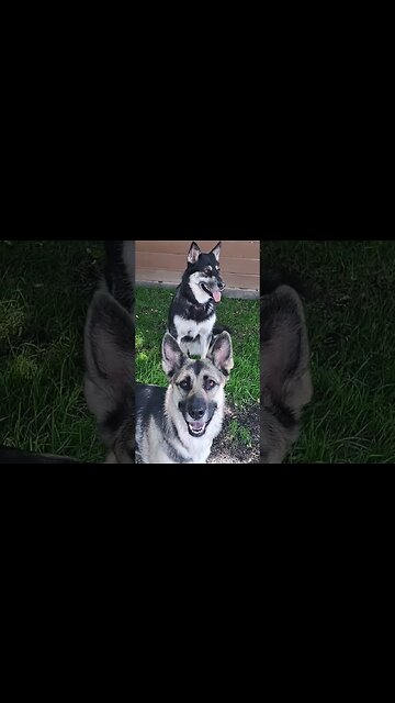 Just A Couple Cute Doggos #shorts