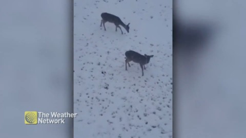 Herd of deer unsure about Texas snowfall