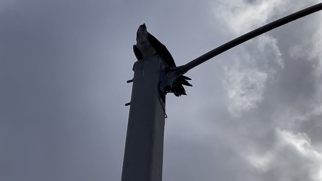 Osprey Eats Fish in Paradise Part 2- 10/13/2021- 4K