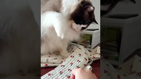 Cat fun with his owner #petvideos #viral