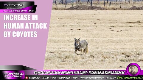 Coyotes out in large numbers last night - Increase in Human A ttacks