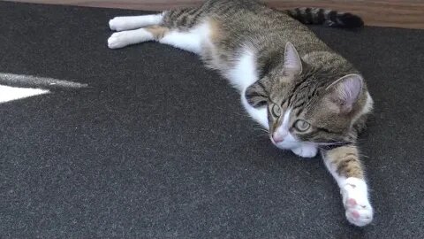 Cat Sleeps on His White Paws