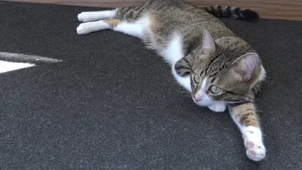 Cat Sleeps on His White Paws