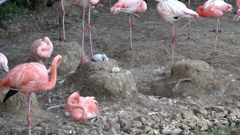 Flamants roses de Villars-les-Dombes