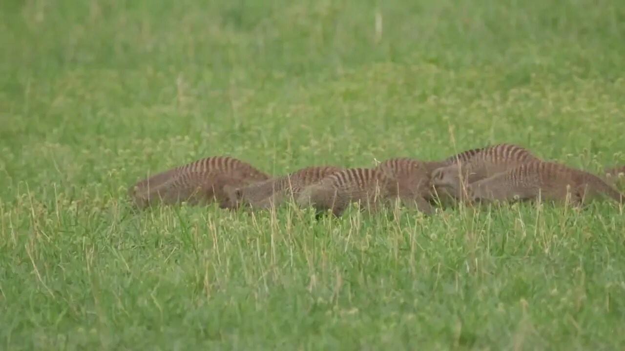 Group of Banded Mongoose running around at Moremi Game Reserve in Botswana