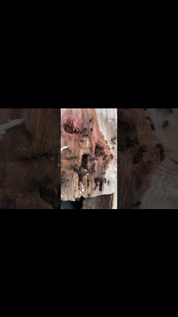 Carpenter Ants #ants #carpenterants #antsnest