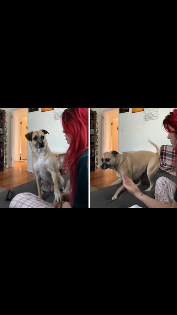 Dog Literally Can't Contain Excitement To Go Outside