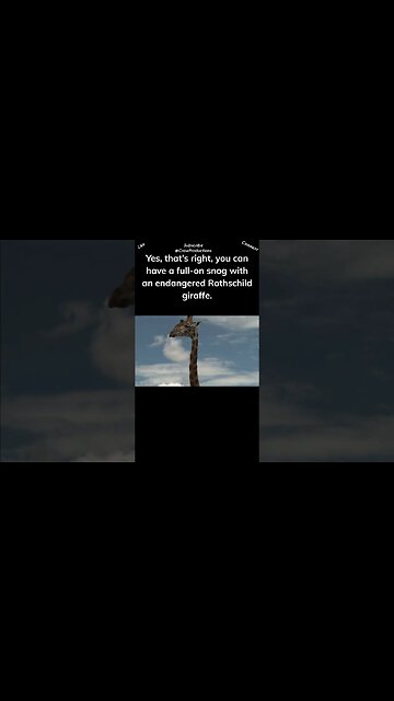 Weird facts about giraffes can you kiss them #giraffe #shorts