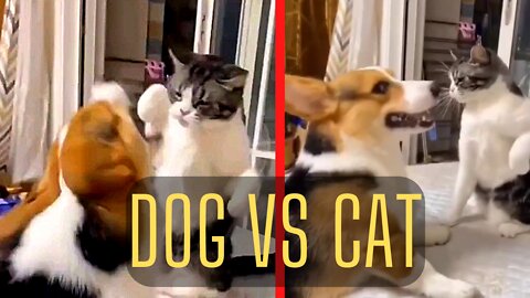 Dog vs Cat (Who will Win ?)