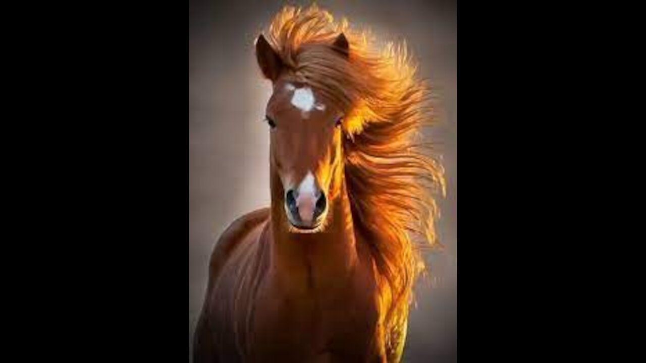 SOUND OF HORSE NEIGHBORING - SOUND OF HORSES RUNNING -