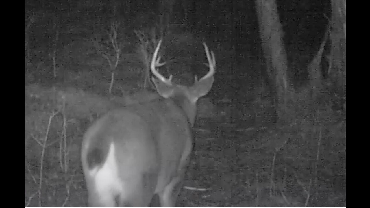 A trail Through the Timber, Nov. 10-28