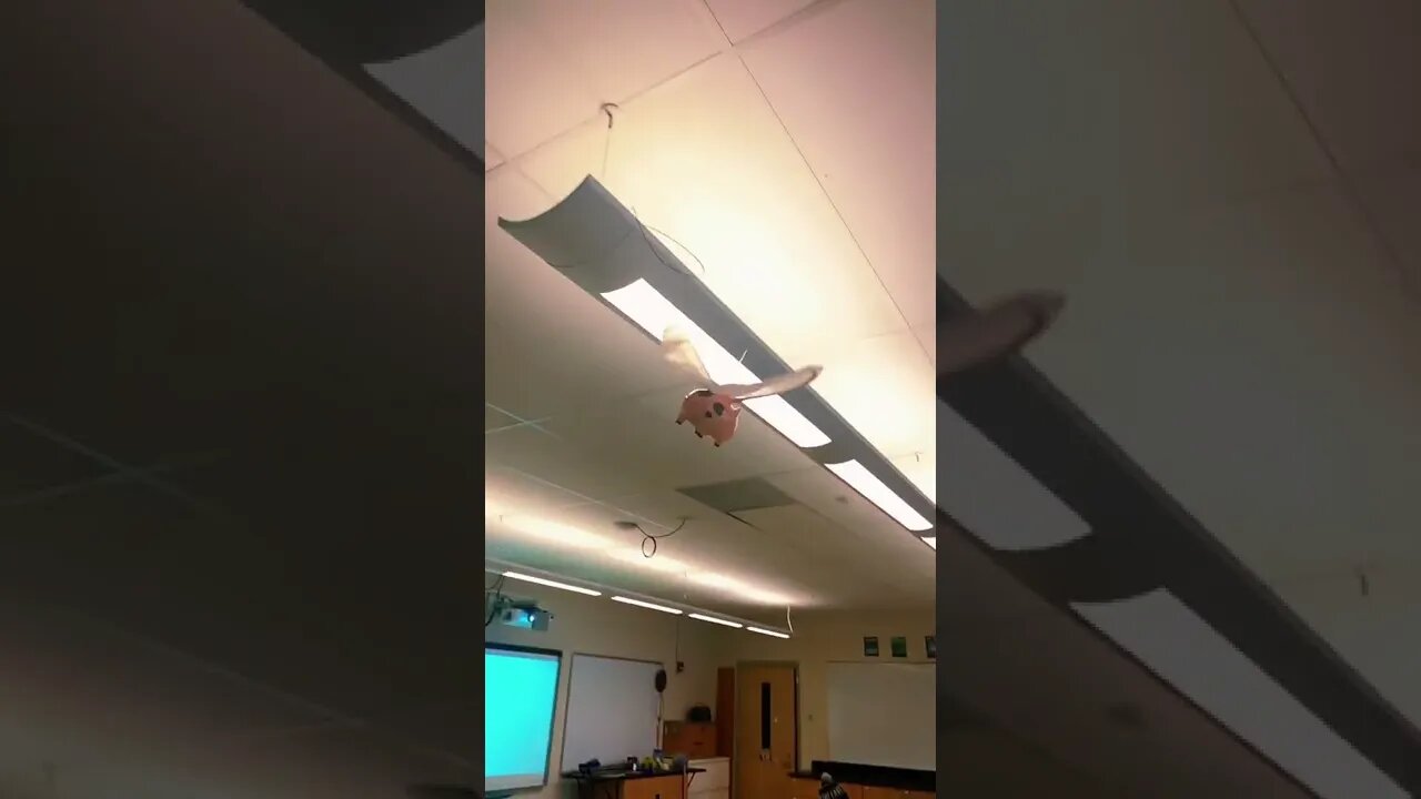 Flying Pig Tiktok ihateitheregoddamn