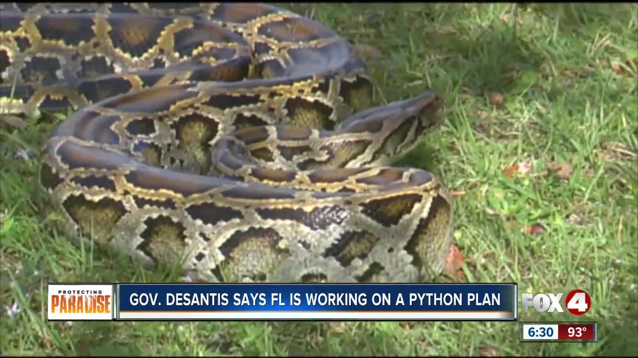 Gov. DeSantis: Florida agencies making plans to remove more pythons from the Everglades