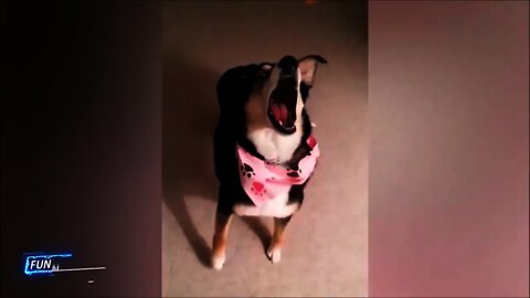 Hilarious Dog failes !!