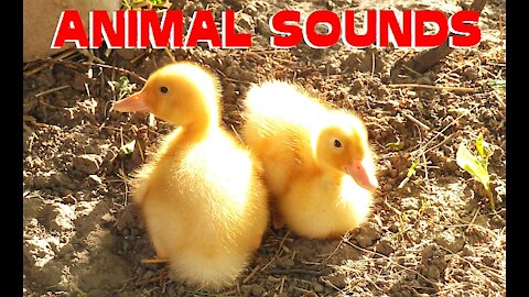 Animal Sounds For Children