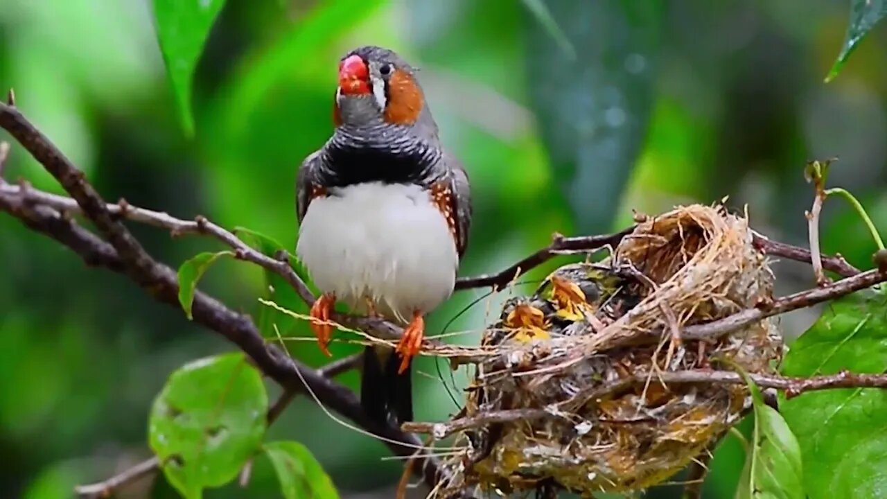 so lucky!! found this beautiful bird's nest