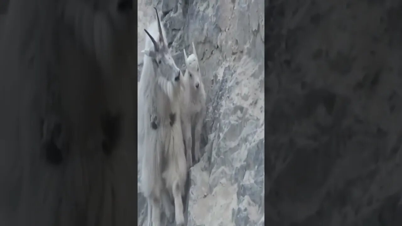 Hunt me if you can