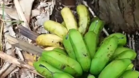 milk banana tree