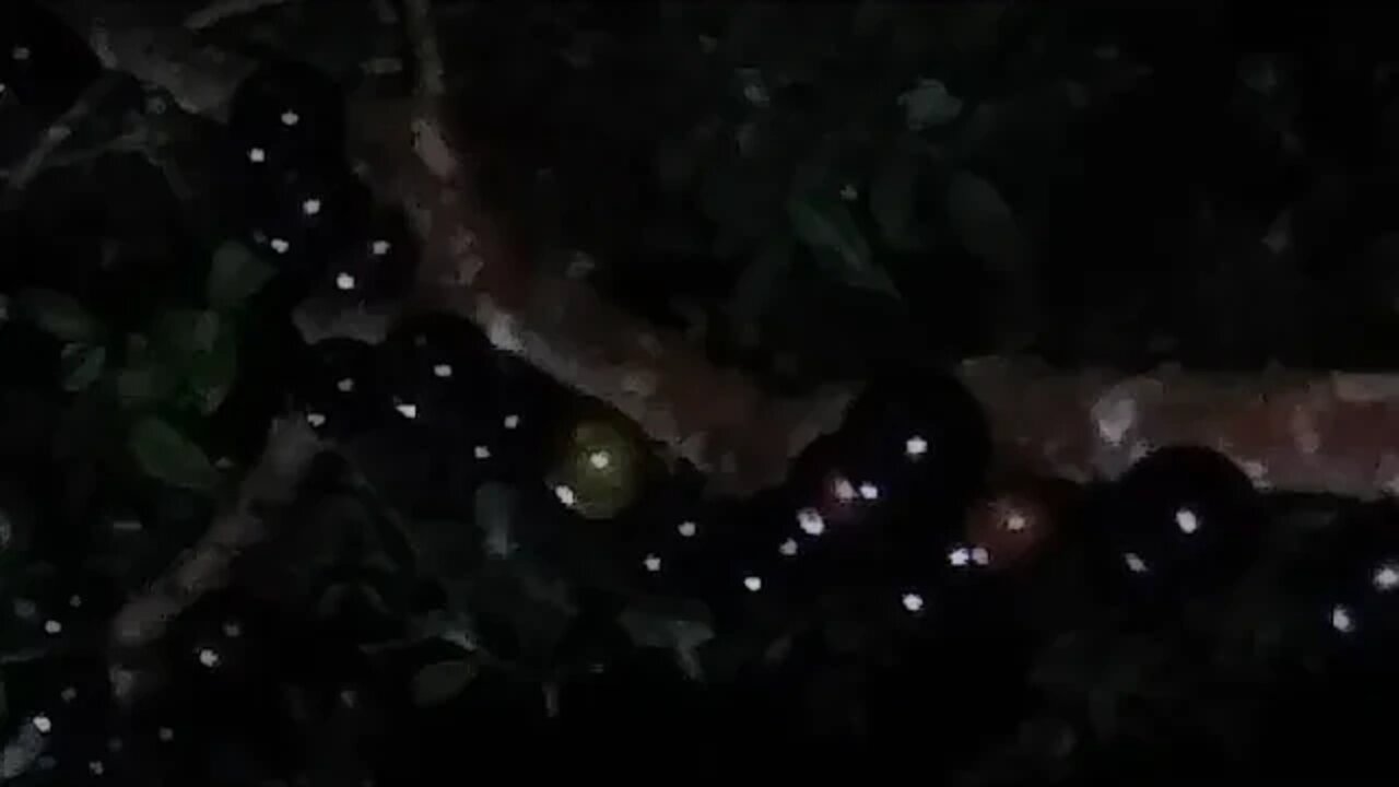 jabuticaba Sabará a mais saborosa o que fazer para evitar que a gambá ouriço comam todos os frutos?