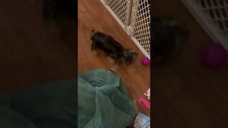 Give your dog a water bottle