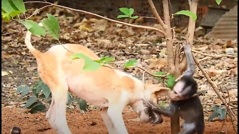 Baby monkeys play with little puppies very happy and funny!