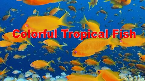 4k Colorful Tropical Fishes | HD Video No Copy Right | Free Video