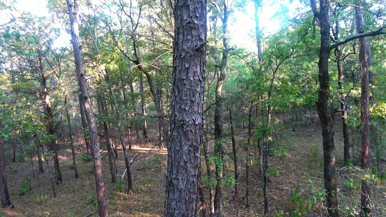 Arkansas Deer Hunting - Muzzleloader Opening Day 2022-18