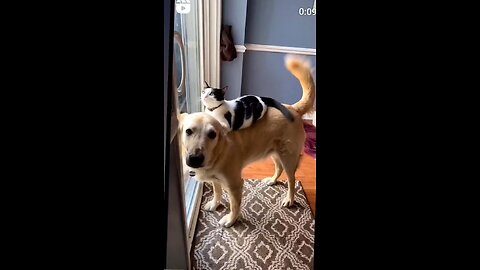 Cat And Dog