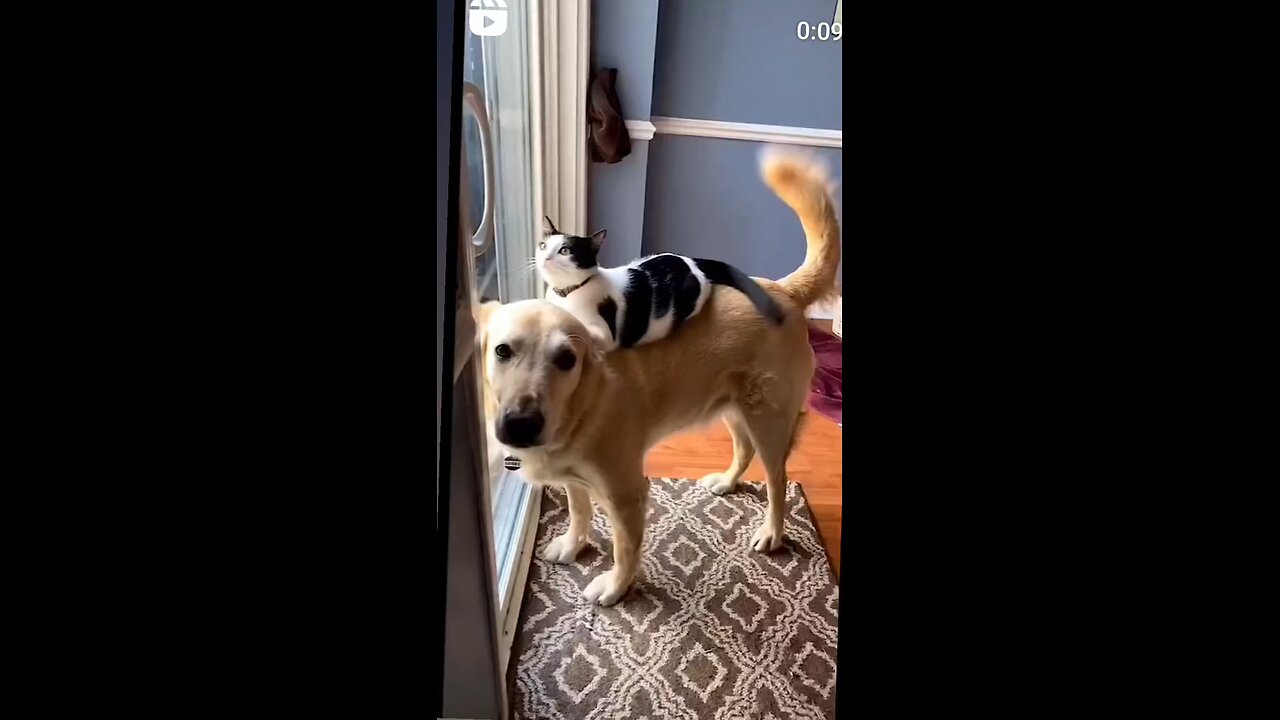 Cat And Dog