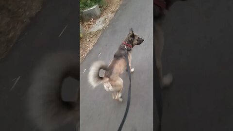 Smokey walking time #pets #dog #doglover #shorts #viral #youtube #youtubeshorts #trending #animals