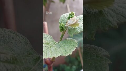 UVA