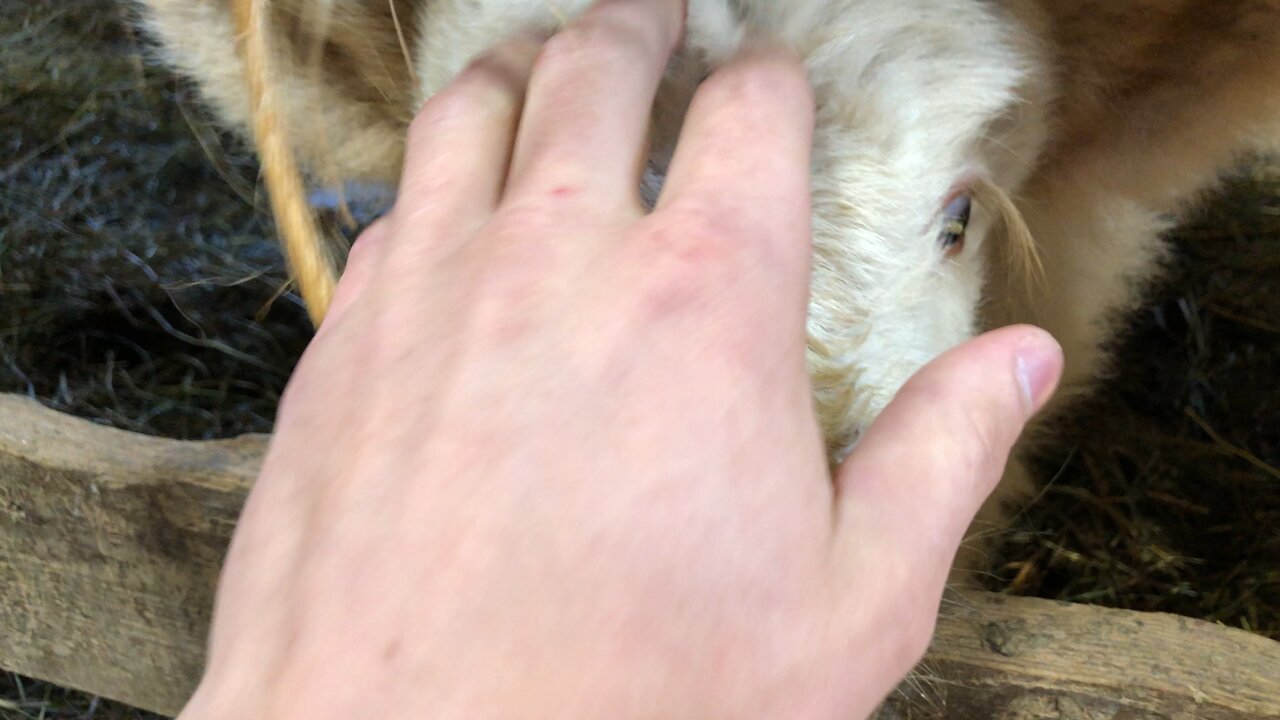 Petting a cute new born white Calf