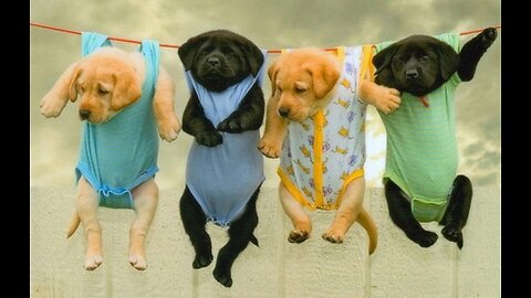 Try Not To Laugh At This Ultimate Funny Dog Video Compilation | Funny Pet Videos